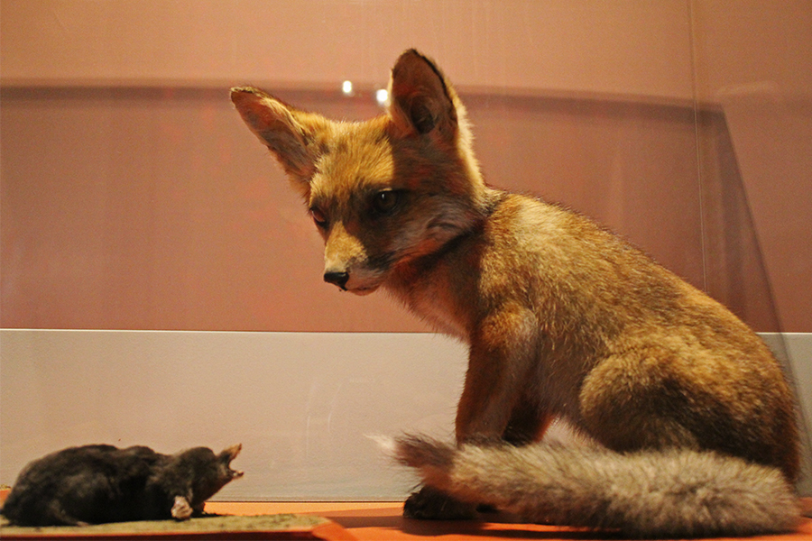 museum natural history fox