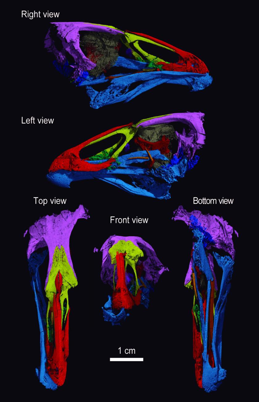 Τρισδιάστατη απεικόνιση του κρανίου του Asteriornis maastrichtensis.  Εικόνα: Daniel J. Field, University of Cambridge